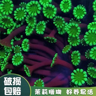 茉莉珊瑚人工活体软体珊瑚圆帽宝石花分支茉莉花水仙LPS软体珊瑚