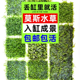 饰 大三角莫斯水草活体摩丝MOSS真水草沉木莫丝鱼缸水族箱造景装