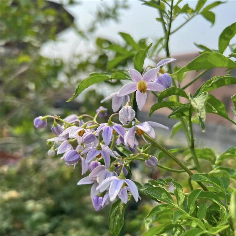 蓝花悬星藤  多年生耐热耐寒耐晒耐阴庭院阳台爬藤植物