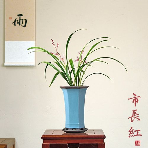 市长红铁骨锦旗兰花草贵重国兰建兰桌面中式高端盆栽花卉盆景浓香