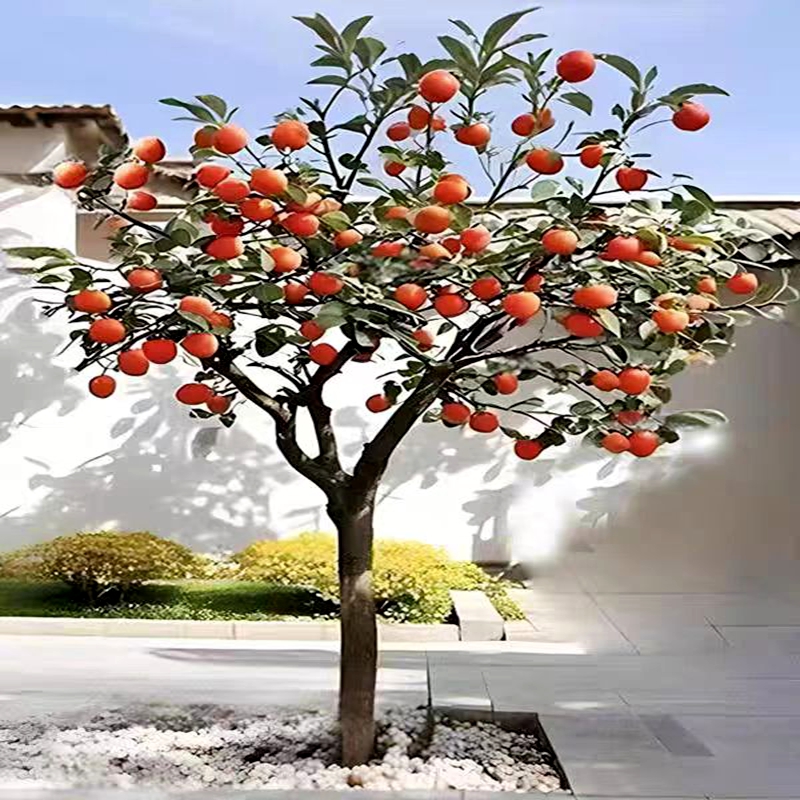 柿子树苗嫁接日本甜脆柿阳台盆景