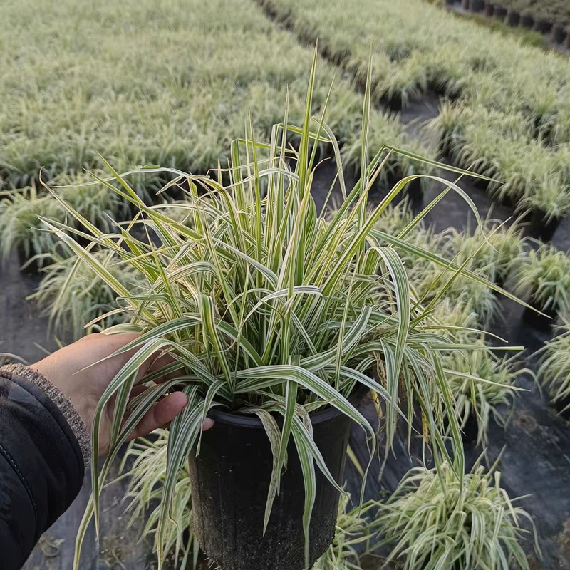 多年生宿根花镜植物观叶花叶芦竹