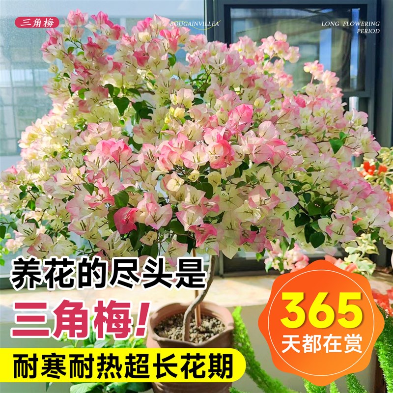 重瓣带花三角梅不甜西瓜盆栽爬藤绿植物大苗室内绿樱阳台庭院花卉