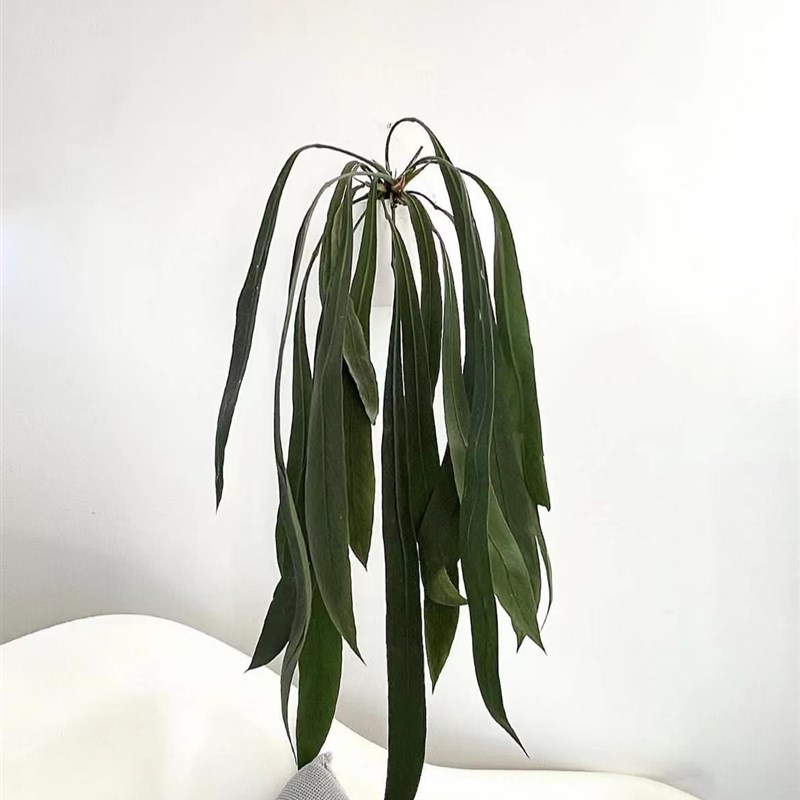 鲸鹿花园维塔领带花烛天南星科室内垂吊悬挂绿植观叶植物