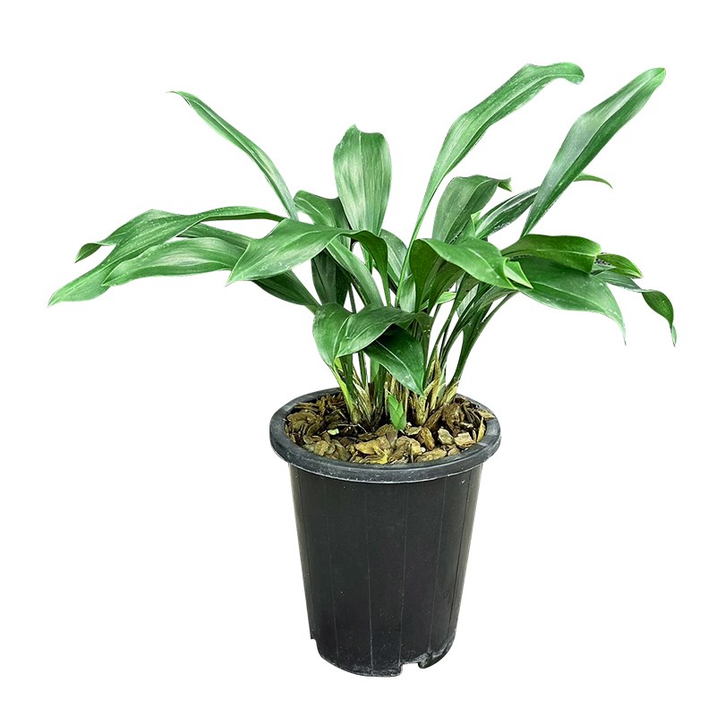 兰花兔耳兰盆栽非人工组培阳台庭院趣味盆栽盆景新鲜兰草家用绿植