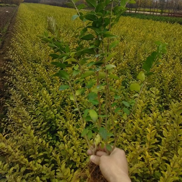 彩色金叶女贞树苗小叶女贞花苗四季不落叶花坛绿化苗绿篱笆苗