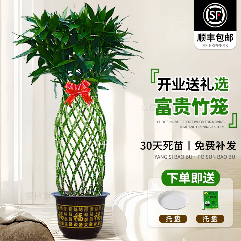 富贵竹水培植物富贵竹笼盆栽造型大型绿植办公室桌面乔迁送礼开业