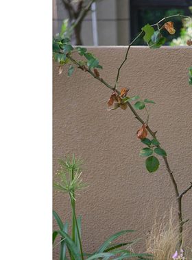 花园铁艺爬藤花插爬藤架梯子日系复古风园艺 花园摆件装饰品阳台