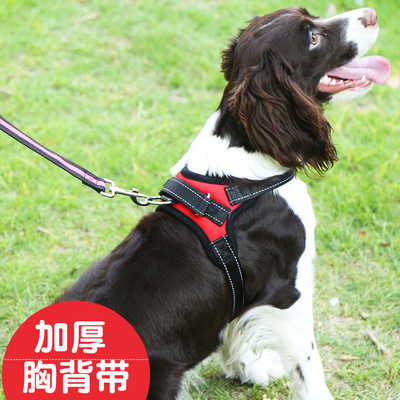 中小型犬柯基拉布拉多宠