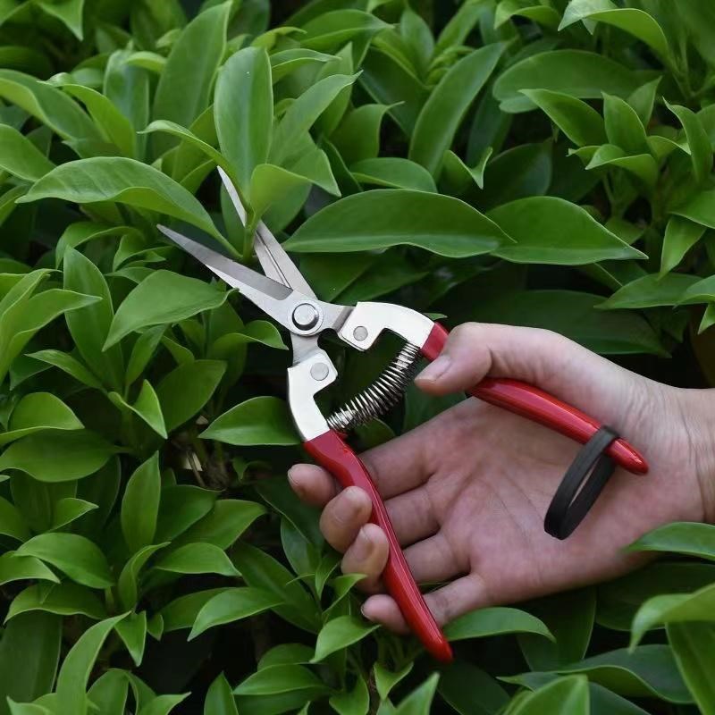 摘果剪采果剪果树蔬果剪稀果剪修枝剪柑橘葡萄剪子剪刀树枝修剪