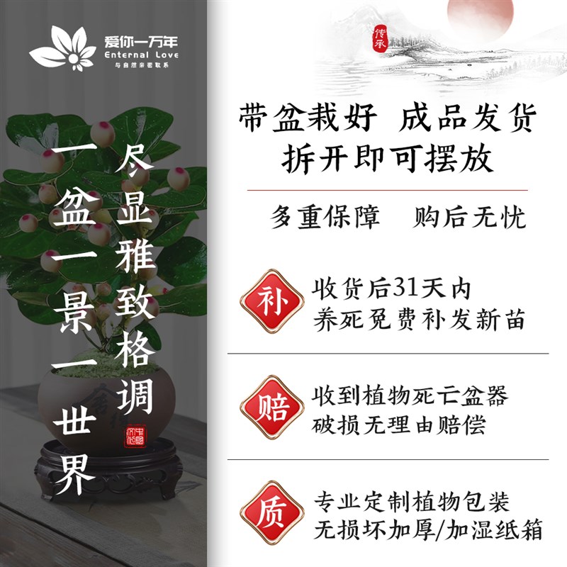 火焰南天竹发财树文竹盆栽室内绿植物禅意摆件客厅旺宅好养活四季