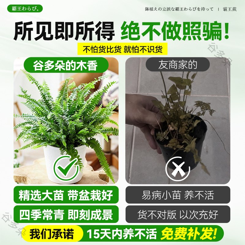霸王蕨盆栽波斯顿大盆长藤叶垂吊肾蕨客厅室内雨林蕨类绿植天花板