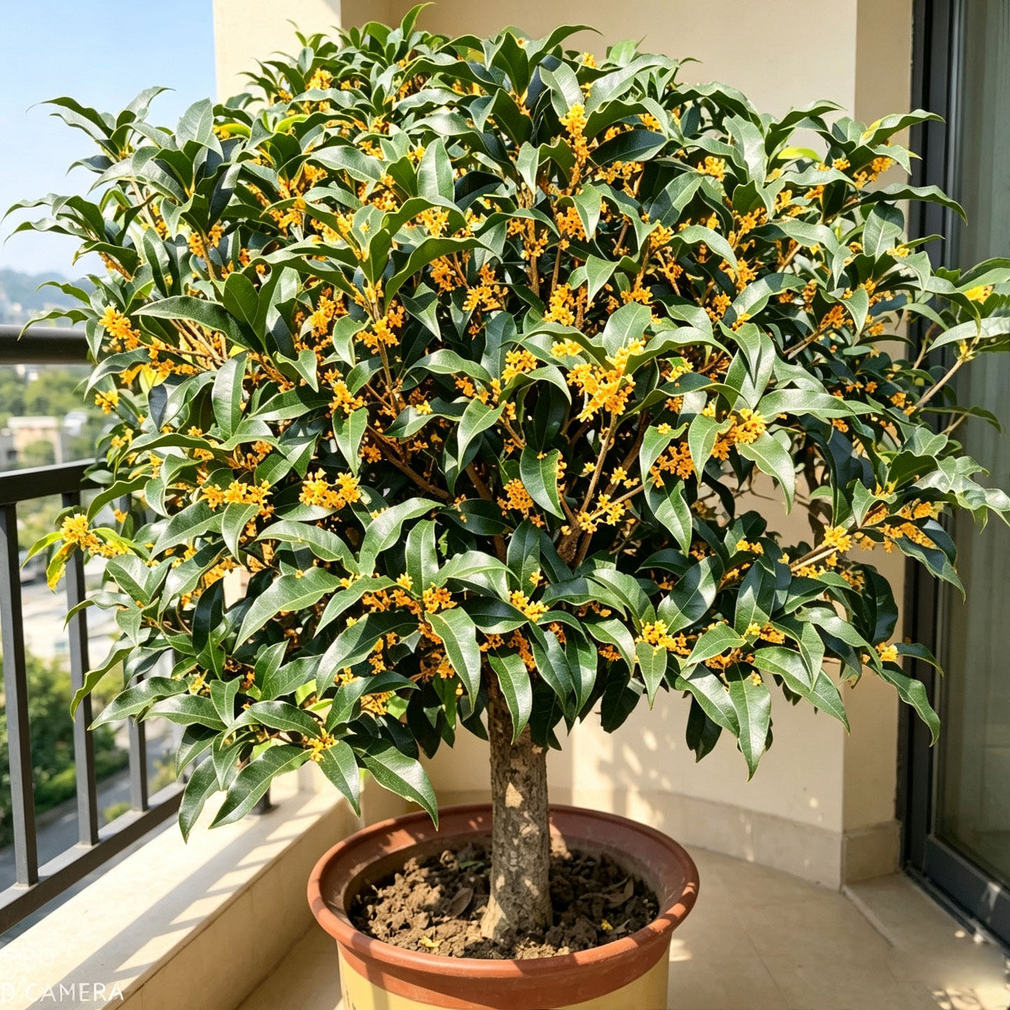 桂花树苗盆栽金桂浓香型花卉流苏嫁接日香桂四季桂开花八月桂丹桂