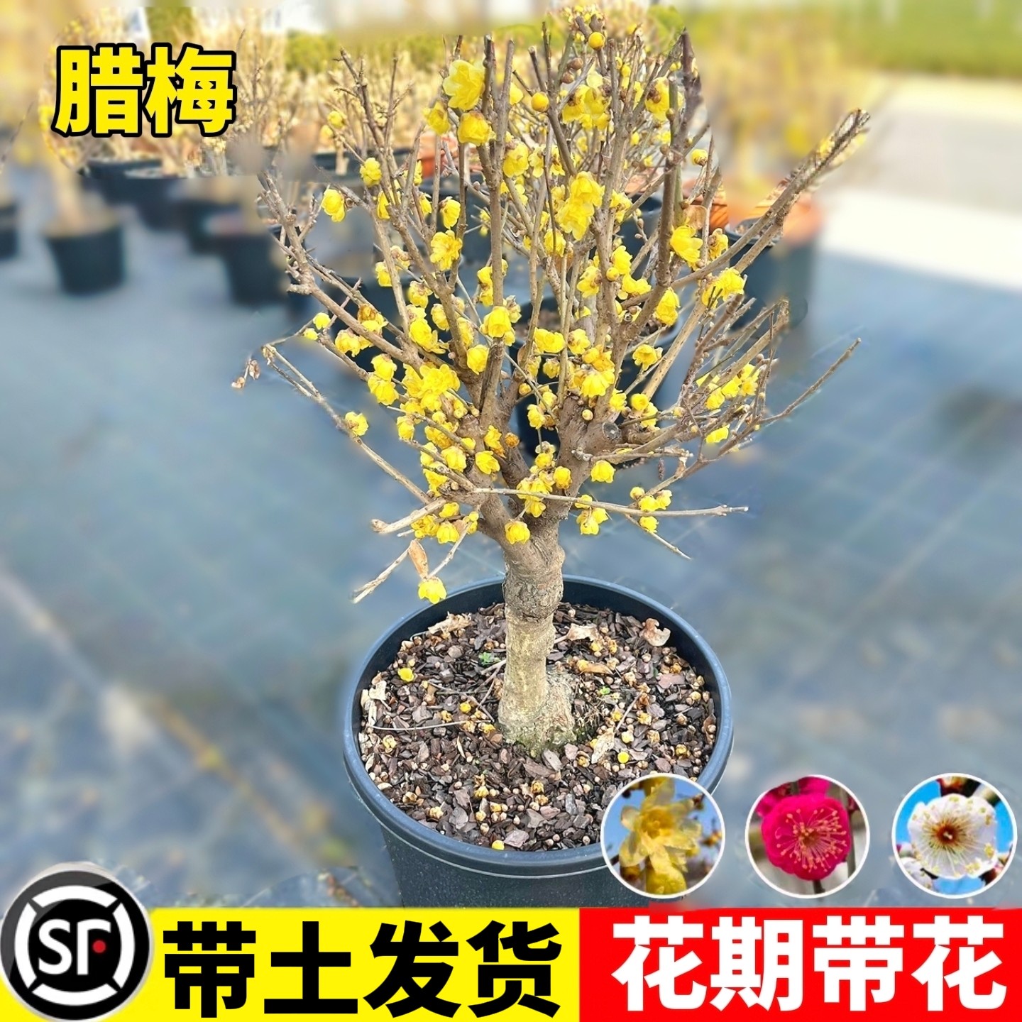 腊梅花树苗盆栽丛生地载阳台庭院