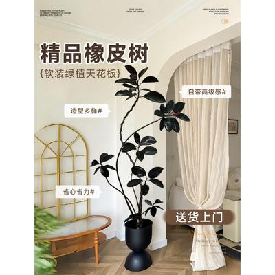 黑金刚橡皮树客厅大盆栽造