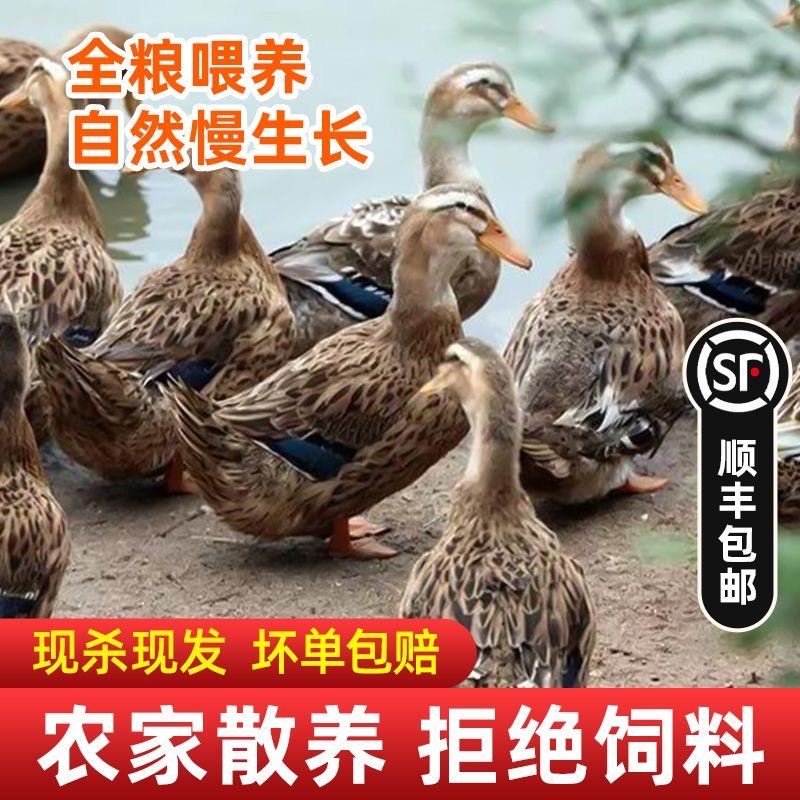 正宗农家散养三年鸭子老麻鸭土鸭水鸭新鲜鸭肉现抓现杀带内脏整只