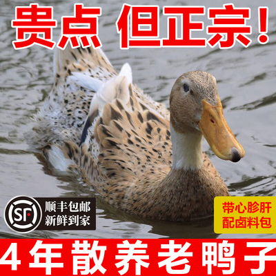 正宗老鸭子新鲜土鸭农家散养顺丰