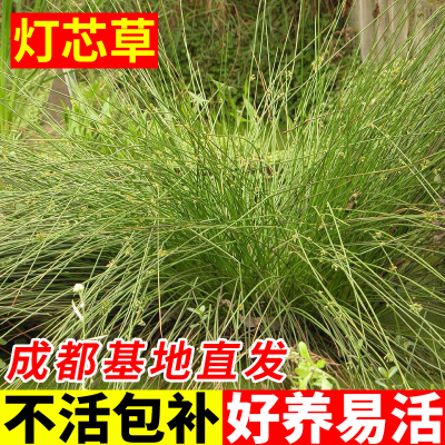 灯芯草盆栽苗多年生水葱水生植物耐寒耐热四季常青庭院花园绿化苗