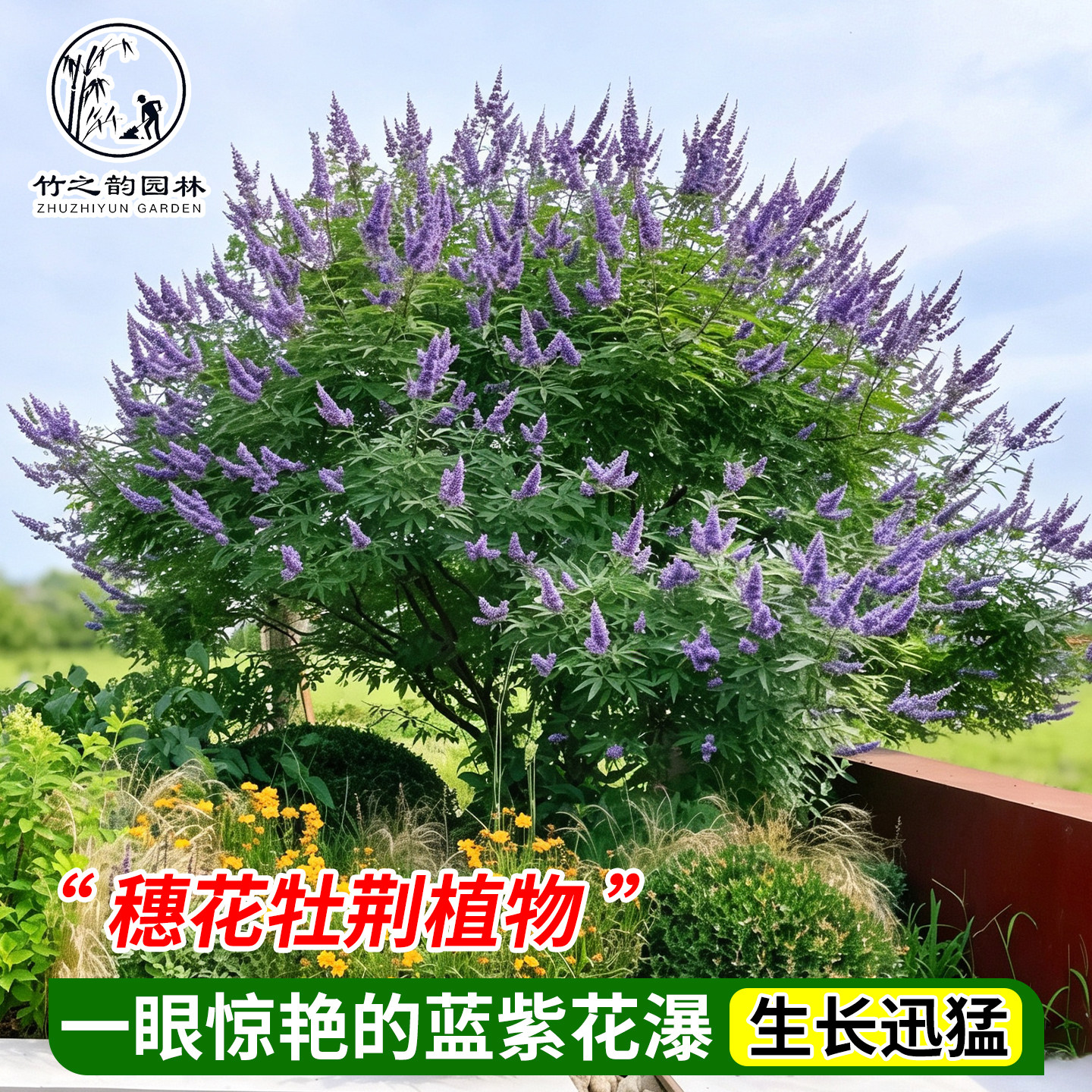 穗花牡荆盆栽大苗喜光耐热耐寒皮实好养清新多年生花灌木花镜植物图片