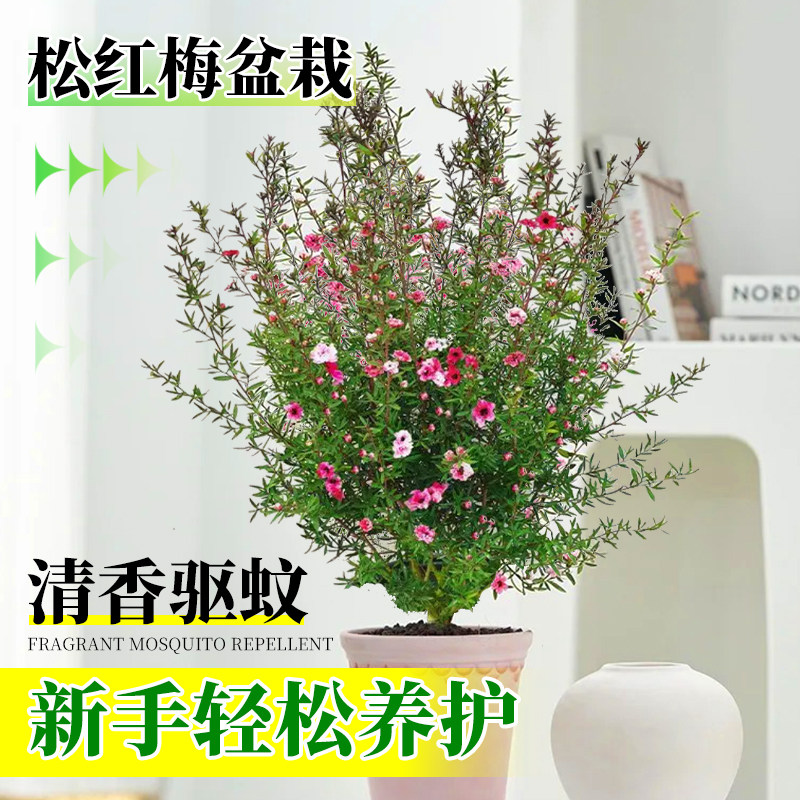 松红梅绿植盆栽清香驱蚊美化庭院图片