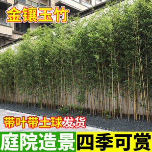 竹子苗金镶玉慈孝竹琴丝竹景观罗汉竹苗庭院室外紫竹耐寒好养植物