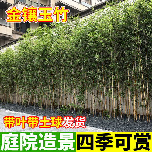 竹子苗庭院四季耐寒耐旱造景植物