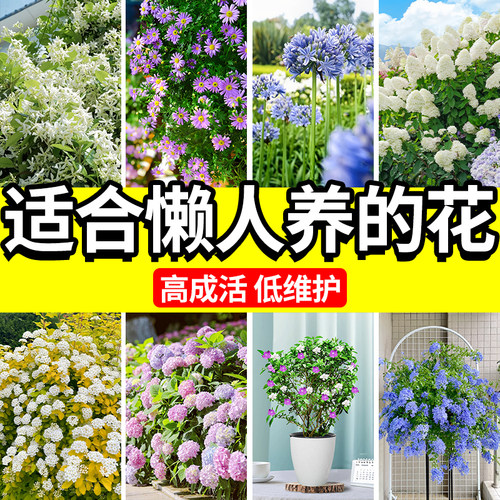 适合懒人养的花好养活低维护
