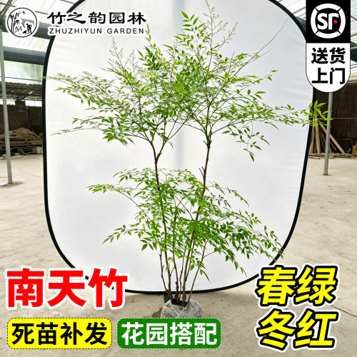 养死包赔真绿植耐寒好养南天竹