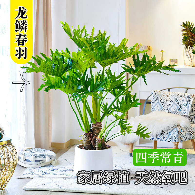 龙鳞春羽盆栽室内客厅水生植物好养小天使四季常青家居龟背竹绿植