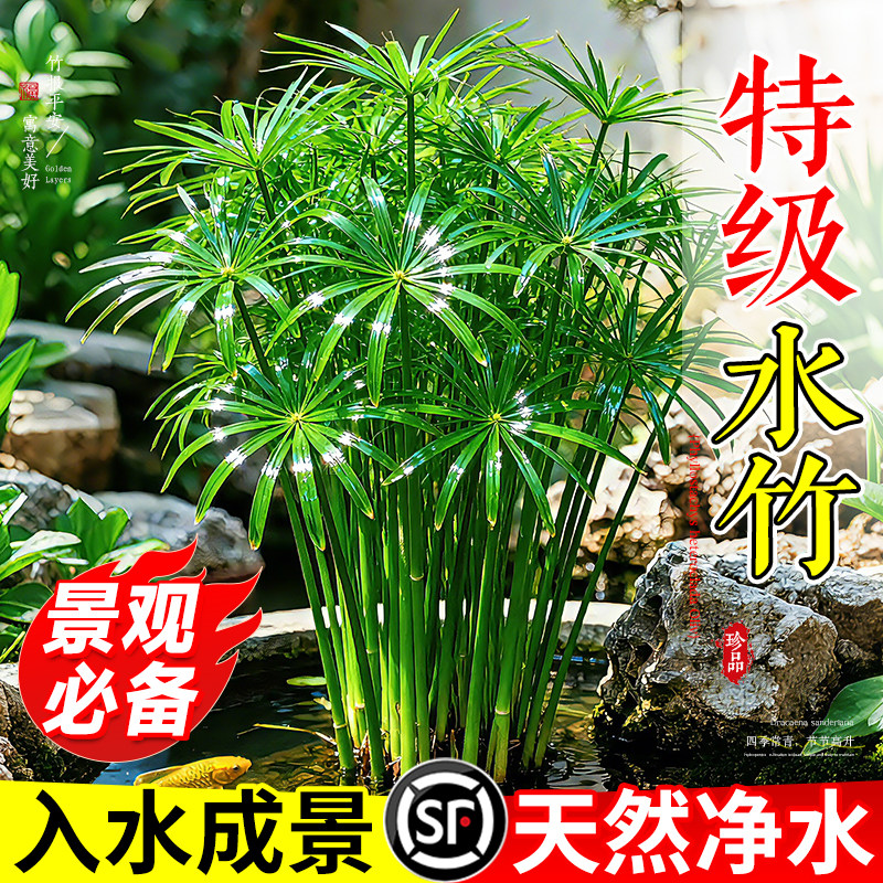 水竹水培植物带根风车草旱伞草鱼池塘造景龟缸水生绿植净化水质