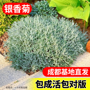 银香菊盆栽室外庭院花园银色造景植物花卉耐寒耐热好养花镜植物
