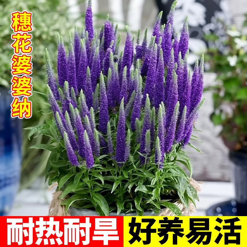 穗花婆婆纳花苗盆栽蓝紫开花植物庭院耐热耐旱银叶婆婆纳花境植物,鲜花速递/花卉仿真/绿植园艺,时令草本花卉,淘宝优惠券,粉丝福利购,淘宝优惠卷