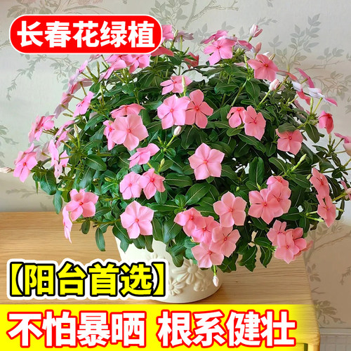 长春花庭院耐热天天开多年生花苗