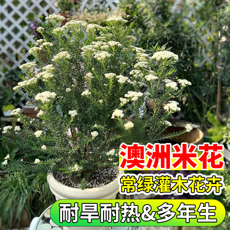 澳洲米花盆栽大苗庭院阳台造景绿植多年生花卉耐寒耐热易成活植物