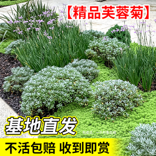 芙蓉菊盆栽银叶菊花苗室外庭院花园好养银色绵毛水苏多年花境植物