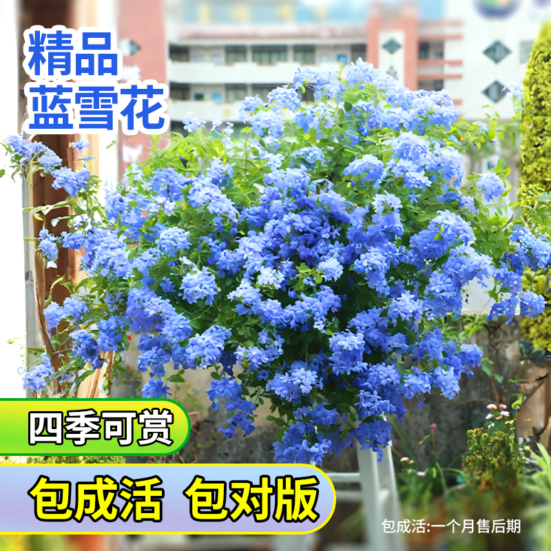 好看好养大苗！蓝雪花耐热好养