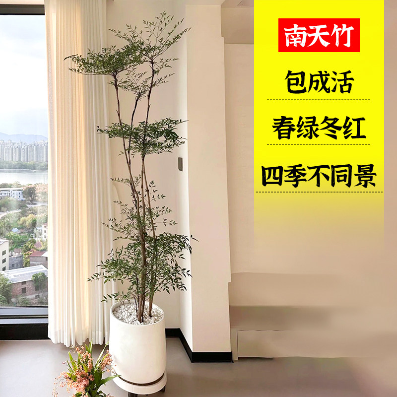 南天竹盆栽客厅室内绿植办公室火焰南天竹真树红宝石景观老桩植物