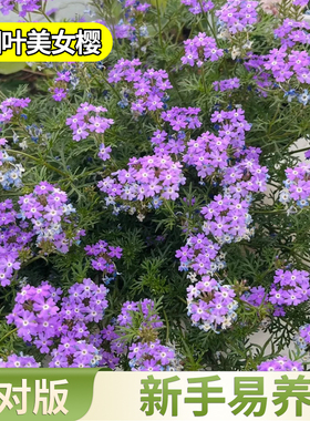 细叶美女樱盆栽花苗庭院阳台四季好养多年生耐寒耐热观景花镜植物