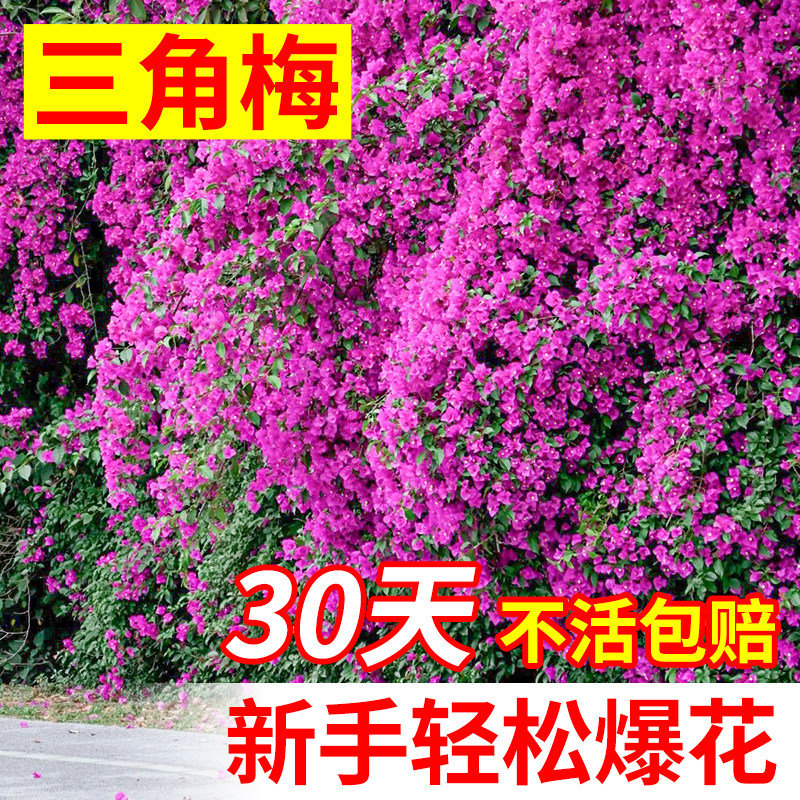三角梅盆栽带花大苗四季观赏阳台庭院花卉爬藤开花耐寒好养活花卉,鲜花速递/花卉仿真/绿植园艺,绣球/木绣球/木本植物,淘宝优惠券,粉丝福利购,淘宝优惠卷
