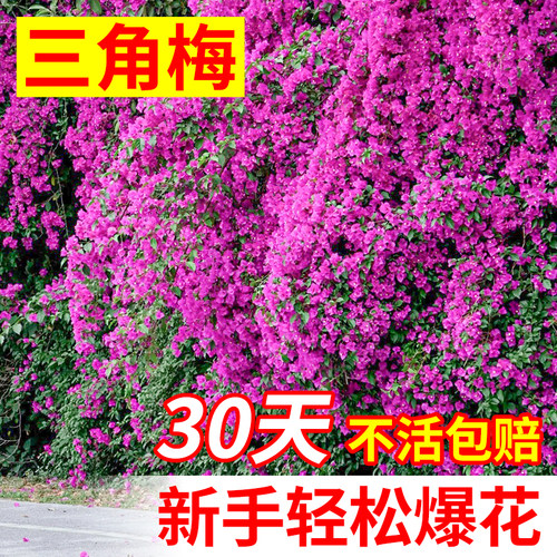 三角梅大苗！四季好养带花苞发货