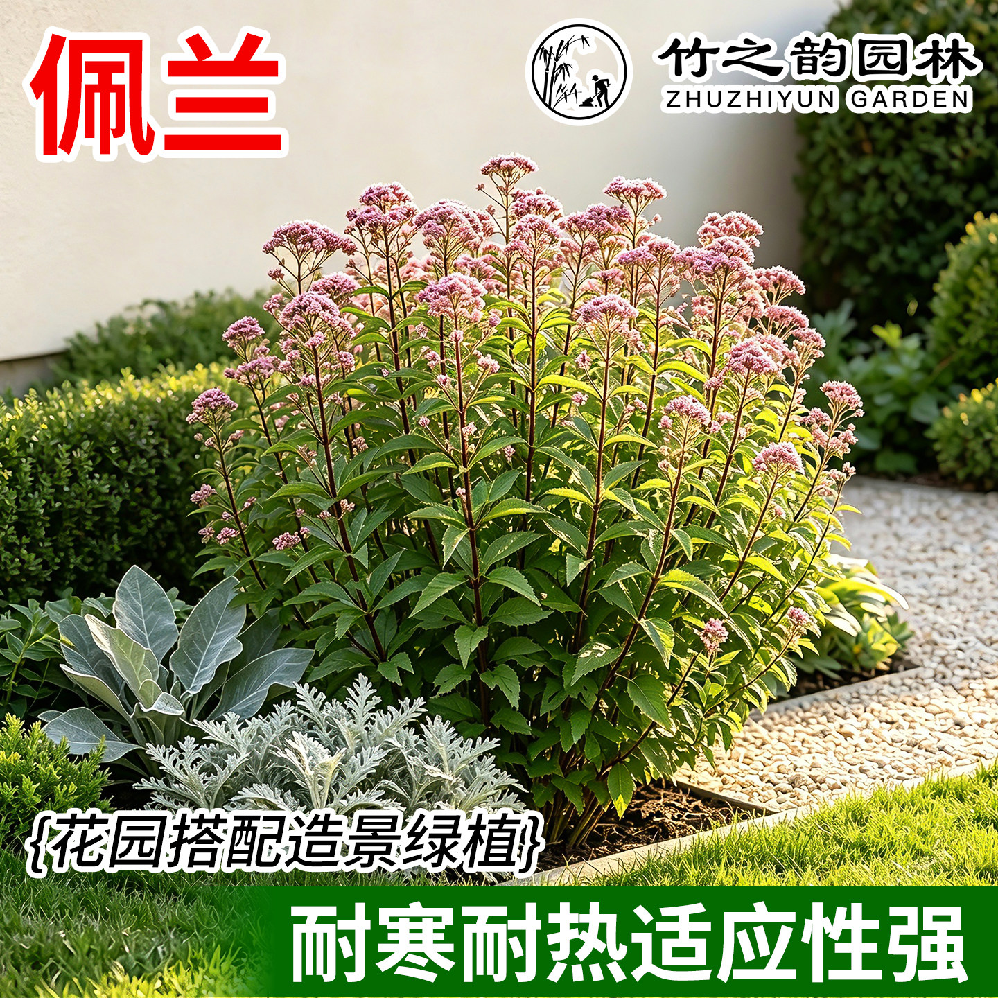 佩兰盆栽颜色鲜艳香味浓郁庭院观赏花卉麻叶泽兰簇生繁花挺立植物