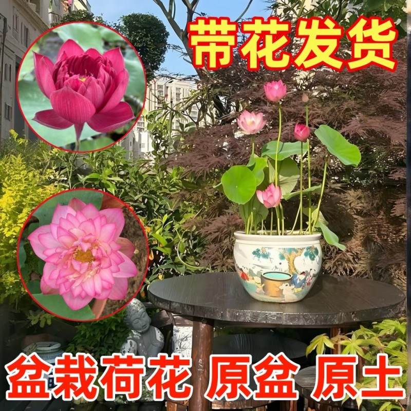 观赏荷花带花苞盆栽水养成品苗碗莲水生植物庭院池塘大型荷花藕根