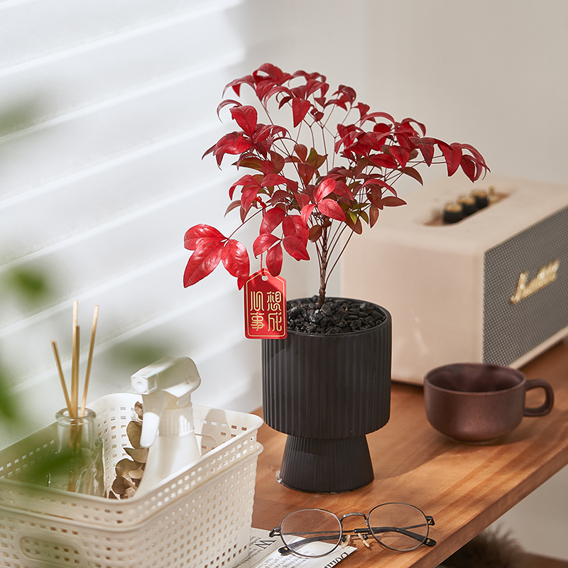 南天竹盆栽树苗火焰室内客厅书房耐寒竹子花卉好养绿植物净化空气