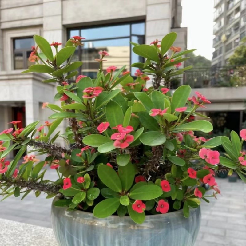 铁海棠盆栽花卉室内盆景绿植四季开花虎刺梅办公阳台花卉开花植物