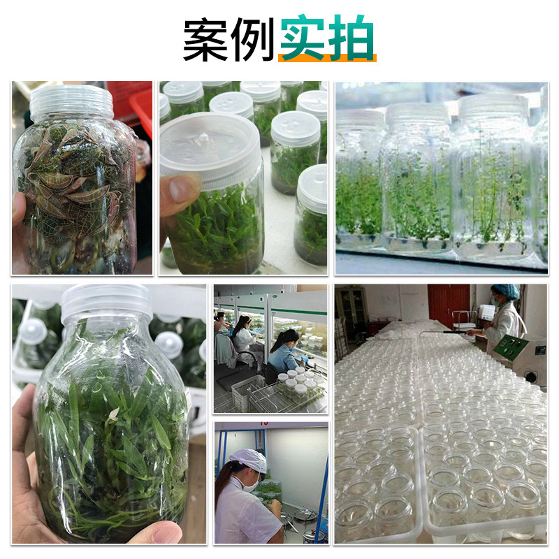 琼脂粉组织实验室试剂组培固体干粉营养剂培养基凝固剂,工业油品/胶粘/化学/实验室用品,试剂,淘宝优惠券,粉丝福利购,淘宝优惠卷