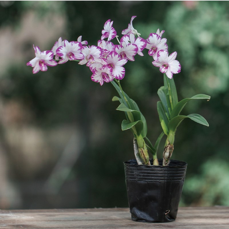 冬带花苞泼墨石斛盆栽秋石斛兰花苗懒人花卉绿植四季开花净化空气