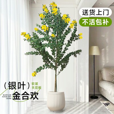 银叶金合欢盆栽大型绿植室内阳台客厅名贵树苗P盆景别墅庭院好养