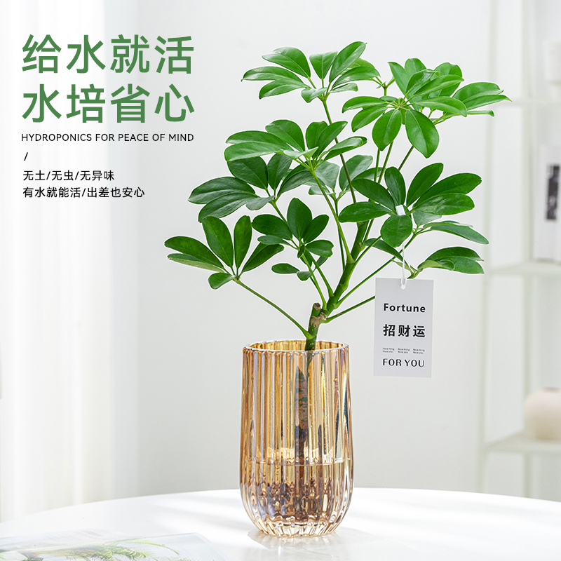 水培植物鸭脚木盆栽室内办公室绿植花卉水养鸭掌木招财树八方来财