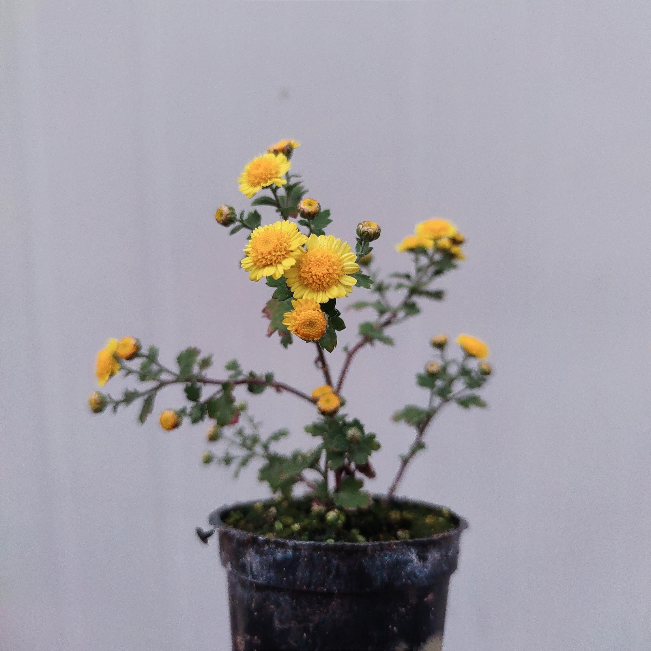 日本盆景菊黄虎 迷你菊花盆栽素材 多年生耐寒 耐热阳台庭院绿植