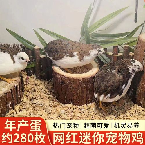 居家下蛋鸡网红宠物鸡迷你观赏鸡下蛋高手家养颜色可选唧唧复唧唧